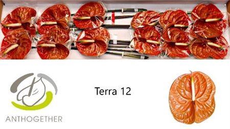 <h4>Anth A Terra</h4>