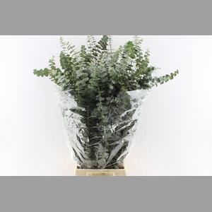 Euca Baby Blue 200 Gram Pt