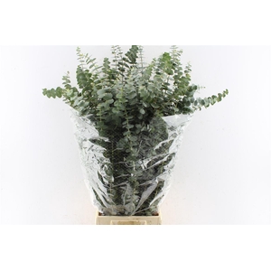 Euca Baby Blue 200 Gram Pt