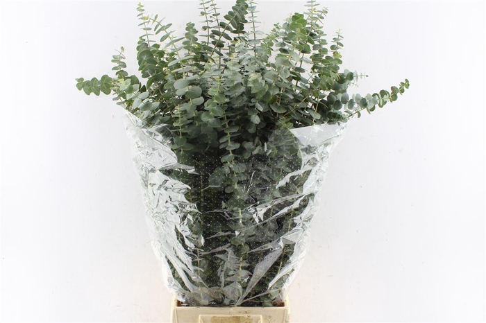 <h4>Euca Baby Blue 200 Gram Pt</h4>