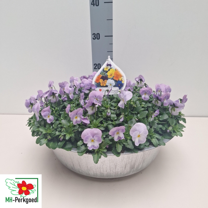 <h4>VIO CO SORBET GEM</h4>