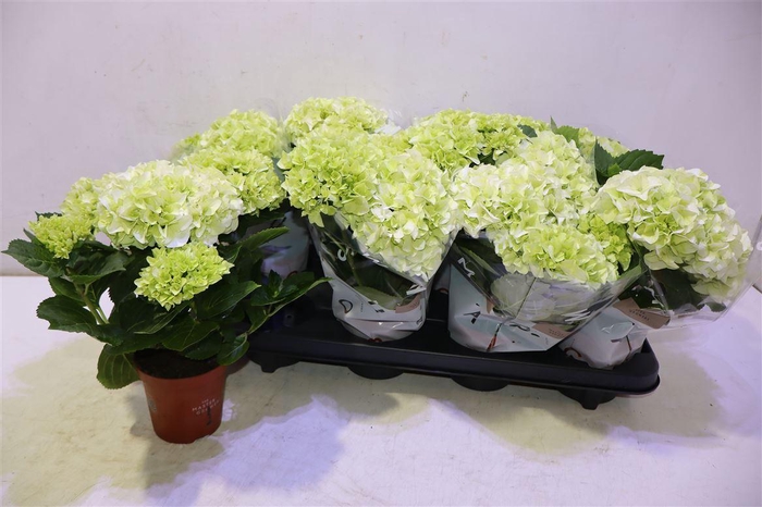 <h4>arr8 Hydr M Wudu</h4>