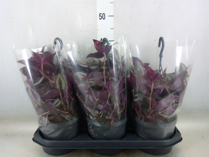 <h4>Tradescantia zebr. 'Violet Hill'</h4>