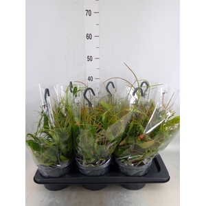 Pseudorhipsalis ramulosa