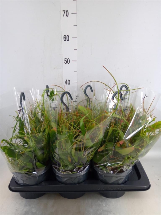 <h4>Pseudorhipsalis ramulosa</h4>