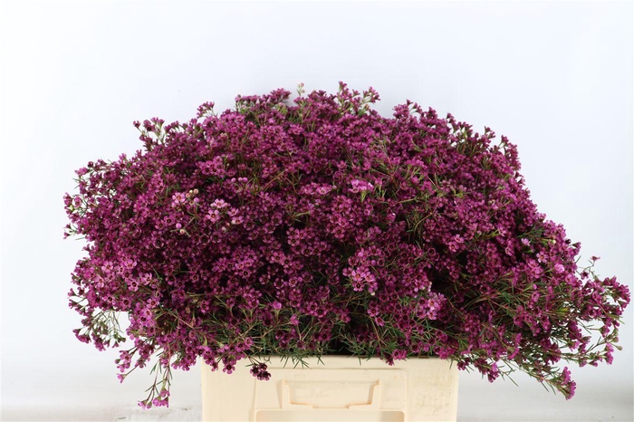 <h4>Cham Early Purple</h4>