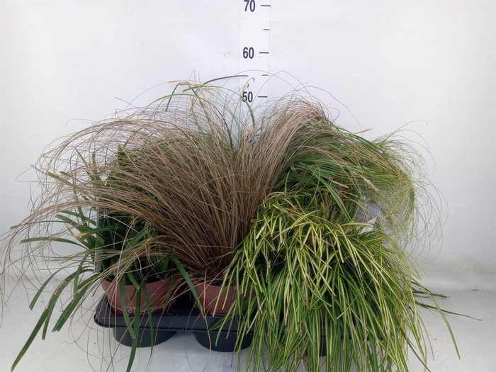 <h4>Carex   ...mix</h4>