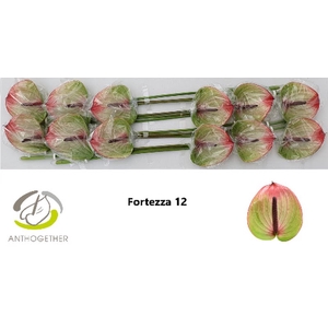 Anth A Fortezza 13 cm X12 Wijnen