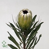 PROTEA WHITE PRIDE