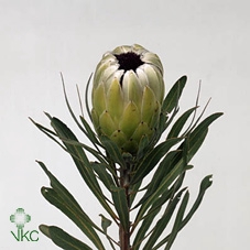 PROTEA WHITE PRIDE