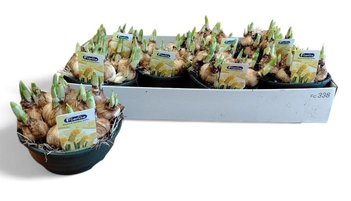 <h4>NARC O TETE A TETE</h4>