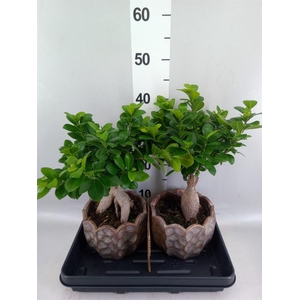 Ficus microcarpa 'Ginseng'