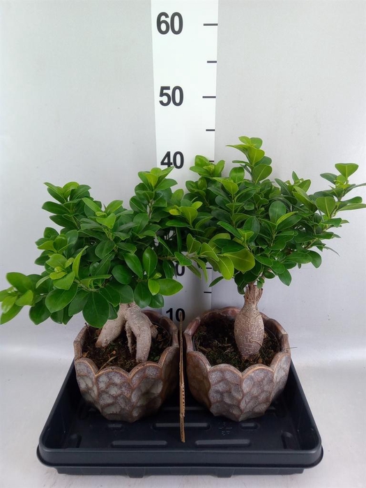 <h4>Ficus microcarpa 'Ginseng'</h4>