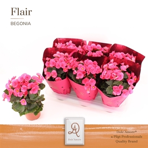 Begonia Adonia P14 Dolc'Amore® Flair Metallic