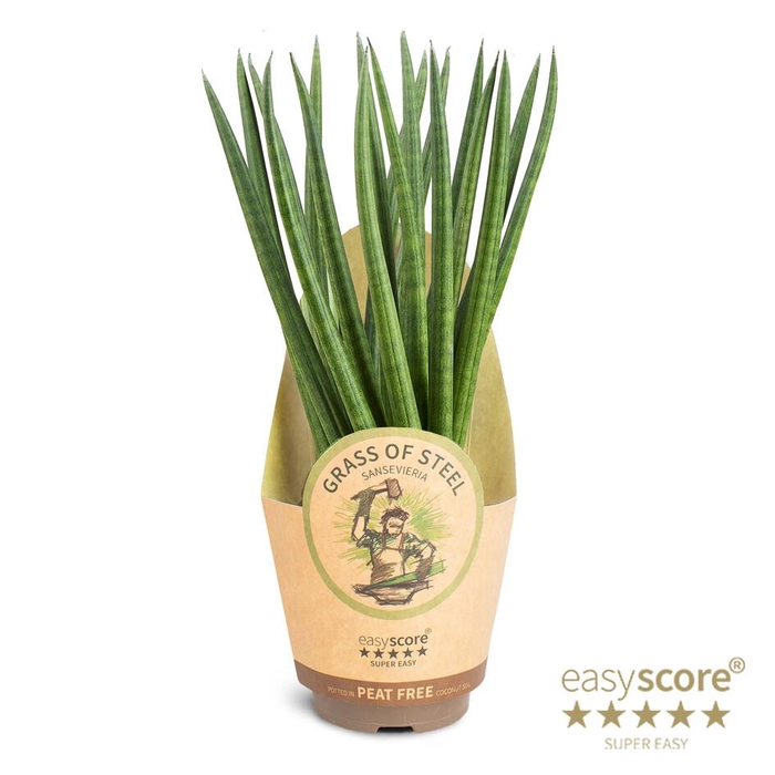 <h4>SANSEVIERIA CYLINDRICA</h4>