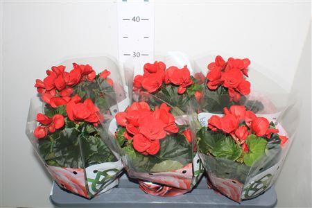 <h4>Beg Du Baladin</h4>