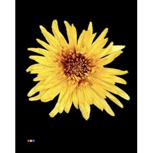 Chr G Anastasia Sunny Sparkling Red