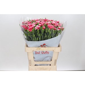 Dianthus Sp 