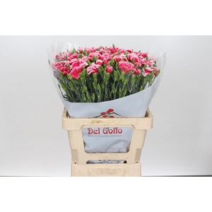 Dianthus Sp *