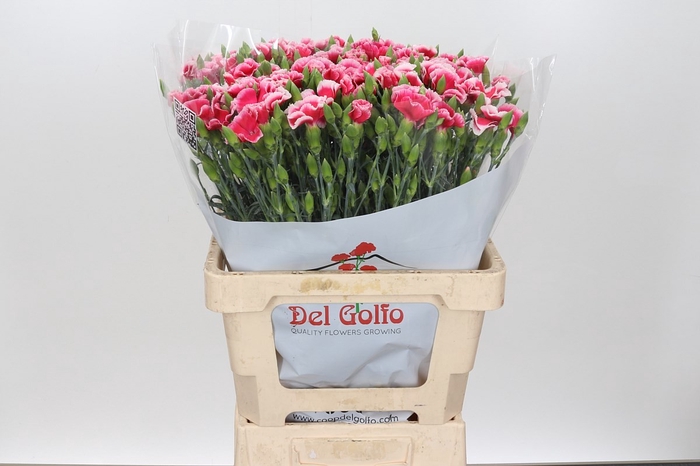 <h4>Dianthus Sp *</h4>