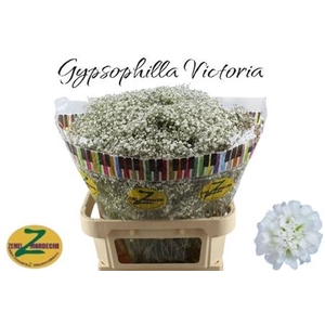 GYPS PA WHITE VICTORIA 80/40GR
