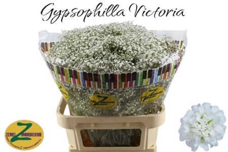 <h4>GYPS PA WHITE VICTORIA 80/40GR</h4>