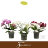 Phalaenopsis Multifloratypes gemengd 3 kleuren