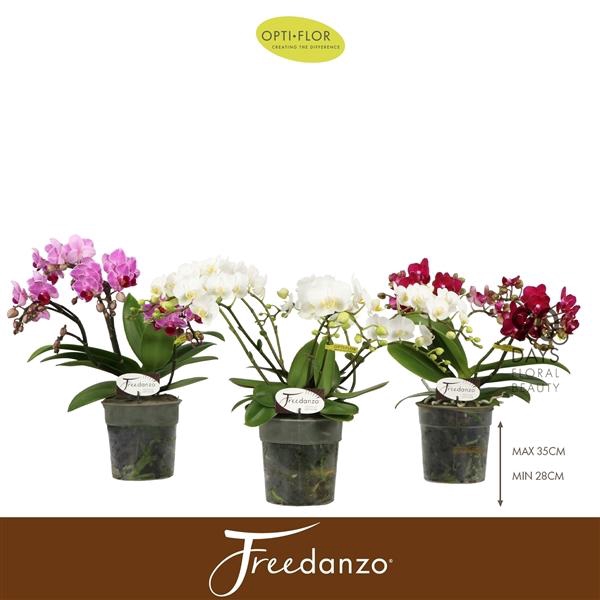 Phalaenopsis Multifloratypes gemengd 3 kleuren