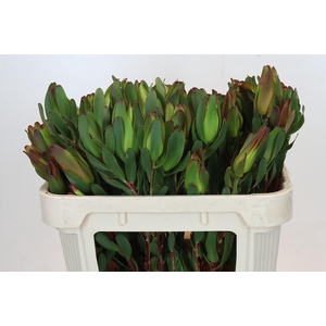 Leucadendron Laurel Yellow Spray