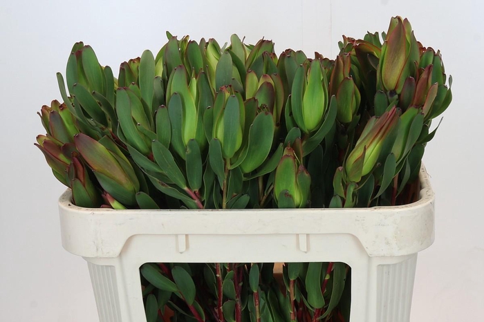 <h4>Leucadendron Laurel Yellow Spray</h4>
