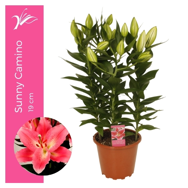 <h4>Lilium Sunny Camino 19 cm (or. lelie)</h4>
