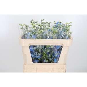 Delphinium Centurion Skyblue