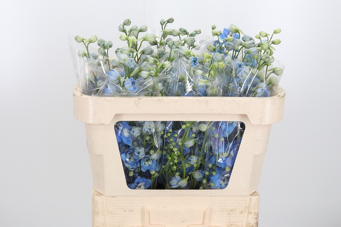 <h4>Delphinium Centurion Skyblue</h4>