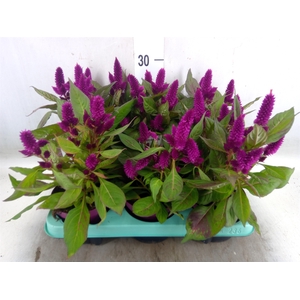 Celosia arg. SP 'Deep Purple'
