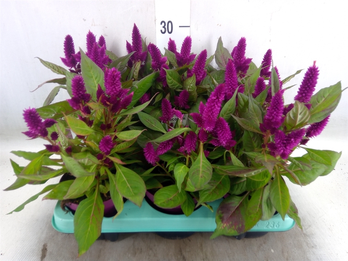 <h4>Celosia arg. SP 'Deep Purple'</h4>