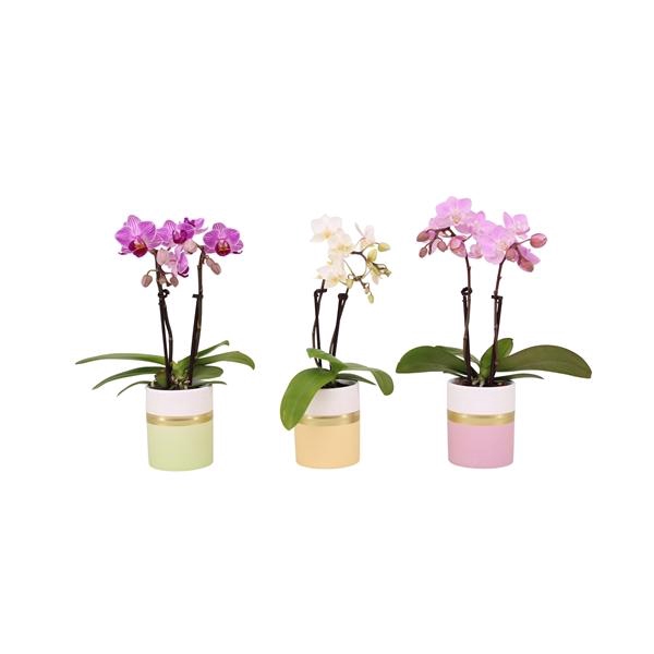 <h4>Dolomite Horizon Pastel Tiny Dolls Mix 2T10+ Aqu@</h4>