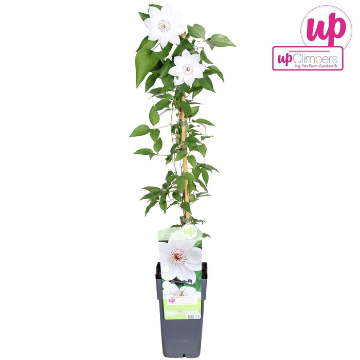 <h4>Clematis Miss Bateman</h4>