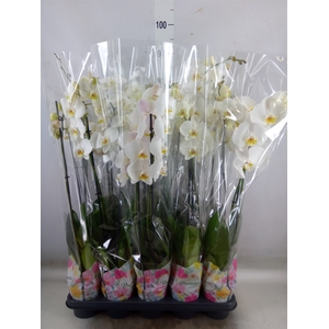 Phalaenopsis   ...white