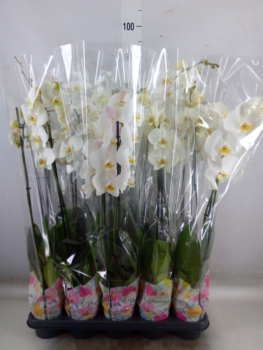 <h4>Phalaenopsis   ...white</h4>
