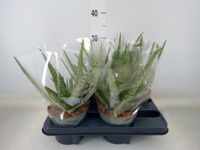<h4>Aloe vera</h4>
