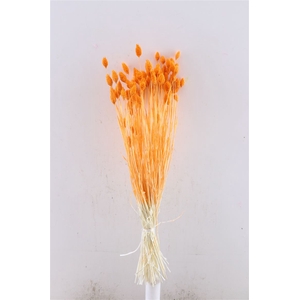 Dried Phalaris X5 Oranje Bunch