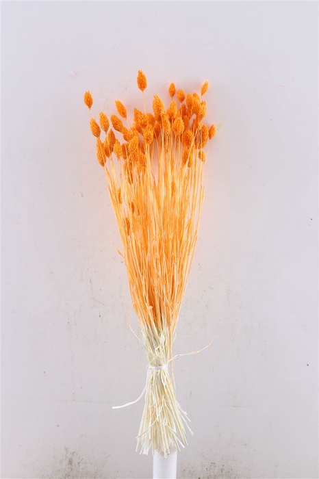 <h4>Dried Phalaris X5 Oranje Bunch</h4>