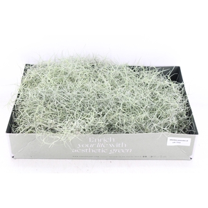 arr3 CP - Usneoides x6