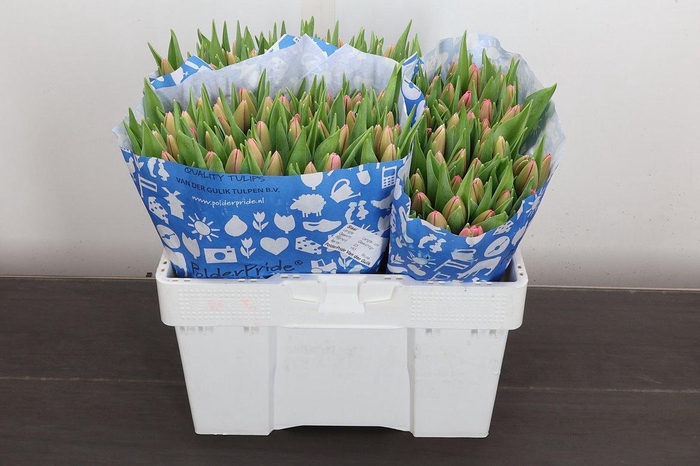 <h4>Tu En Sissi</h4>