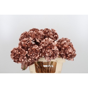 Hydrangea Kl Bh Koper