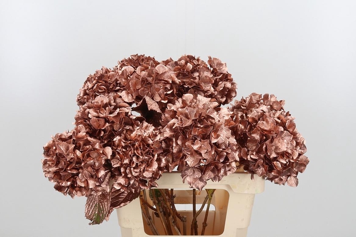 <h4>Hydrangea Kl Bh Koper</h4>