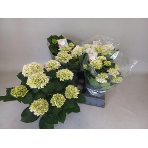 HYDR M CRYSTAL PALAC