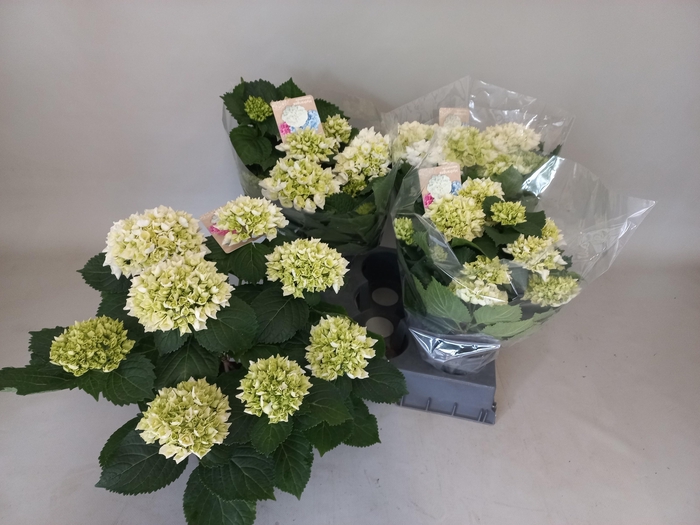 <h4>HYDR M CRYSTAL PALAC</h4>