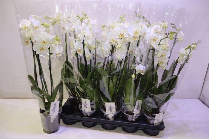 <h4>Phal Ov Wit</h4>