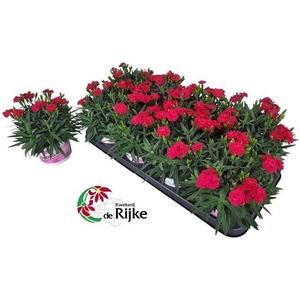 DIANTHUS PEMAN MERLOT P12